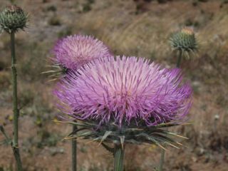 NewMexicothistle.jpg