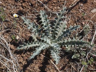 NewMexicothistle2.jpg