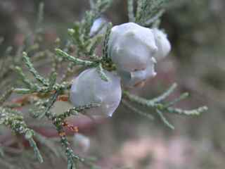 alligatorjuniper.jpg