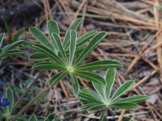 bluebonnetlupine2.jpg