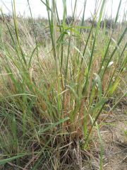 canebeardgrass2.jpg