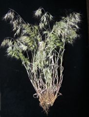 cheatgrass2.jpg