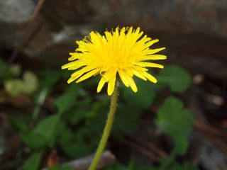 commondandelion.jpg