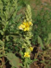 commonmullein.jpg