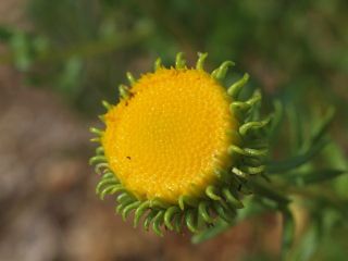 curlytopgumweed.jpg