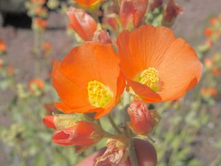 desertglobemallow.jpg