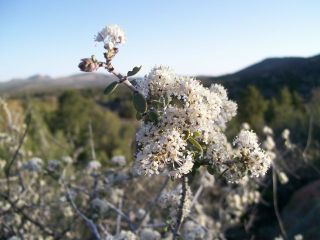 greggceanothus.jpg