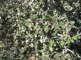 greggceanothus2.jpg