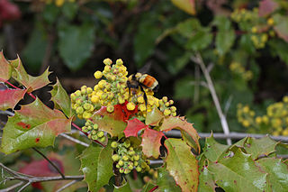 oregongrapeholly.jpg