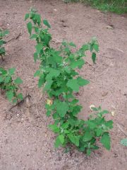 pigweed2.jpg