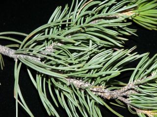 pinyonpine.jpg