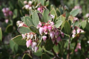 pointleafmanzanita.jpg