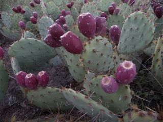 pricklypearcactus2.jpg