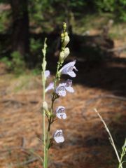 uprightbluebeardtongue.jpg