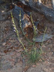 uprightbluebeardtongue2.jpg