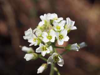 wedgeleafdraba.jpg